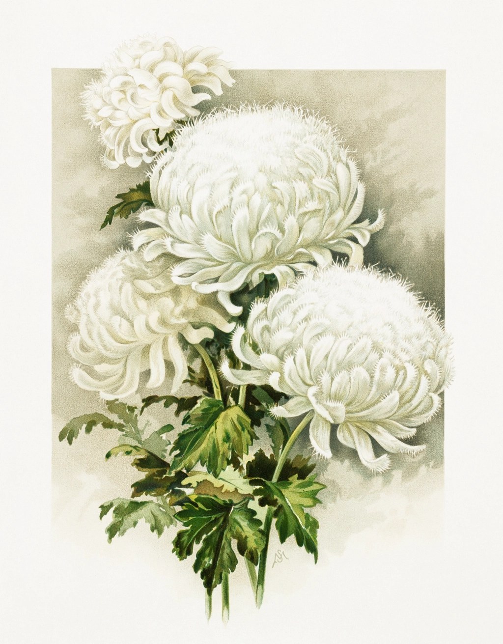 Five Chrysanthemums